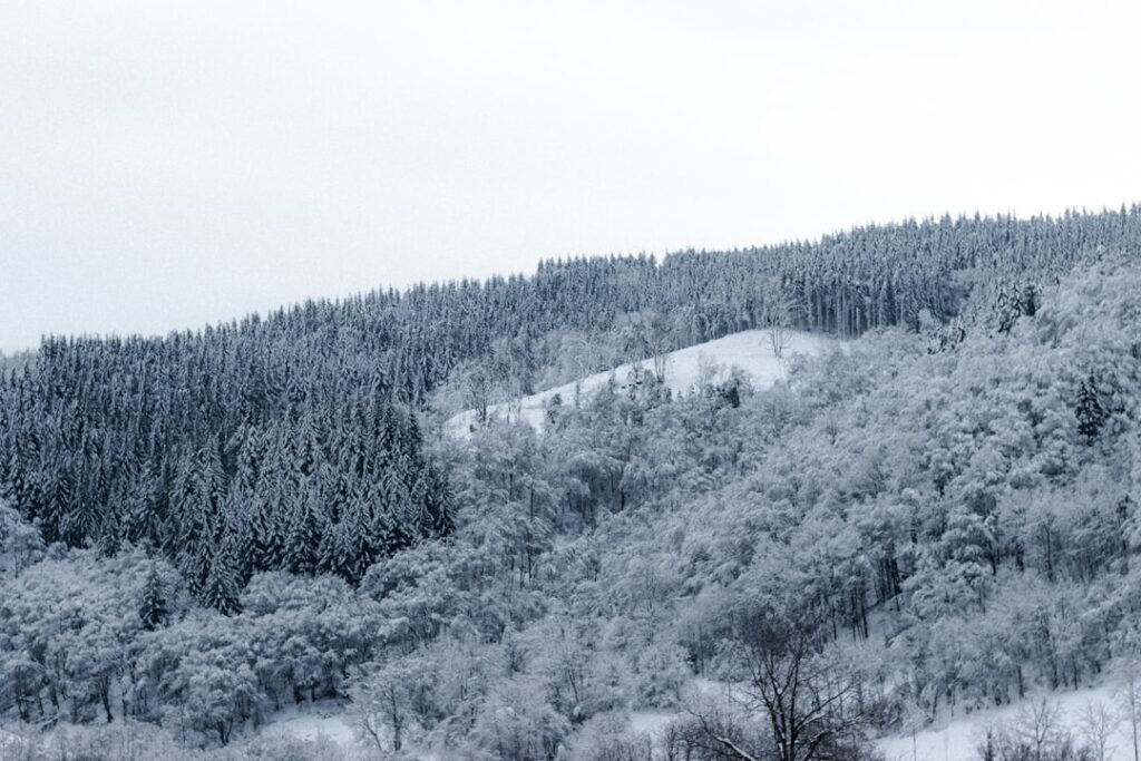 Celosia winterhard: kleurige blikvanger met een zomers karakter