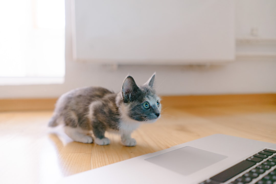 Katten vermijden met slimme huis-tuin oplossingen