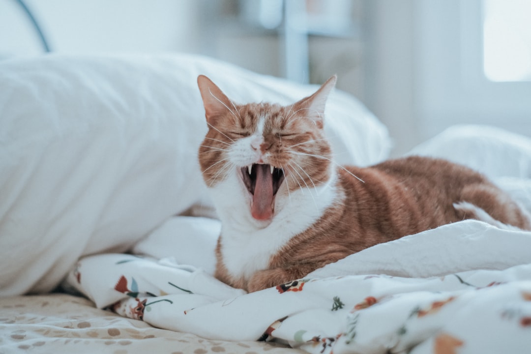 Praktische tips tegen katten in je tuin