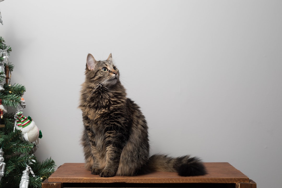 Katten uit de tuin houden met slimme huis-tuin oplossingen