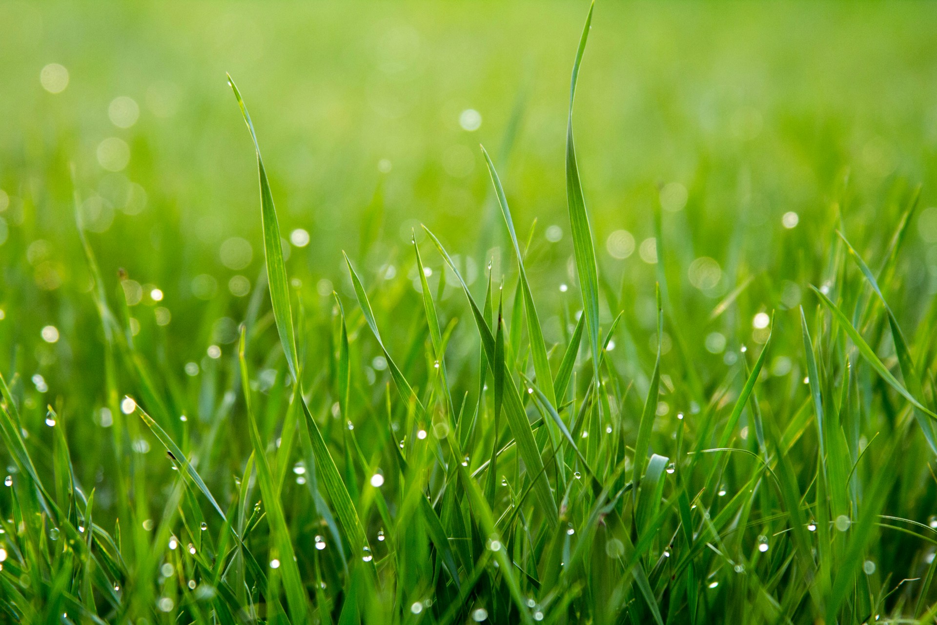 Na de droogte: zo maak je je gazon weer helemaal gezond