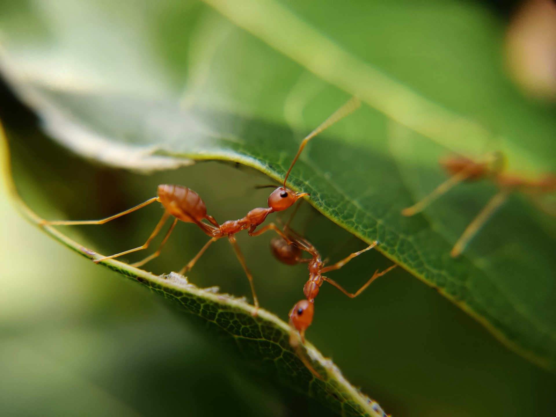 Mieren en bladluis: de samenwerking die je planten parten speelt